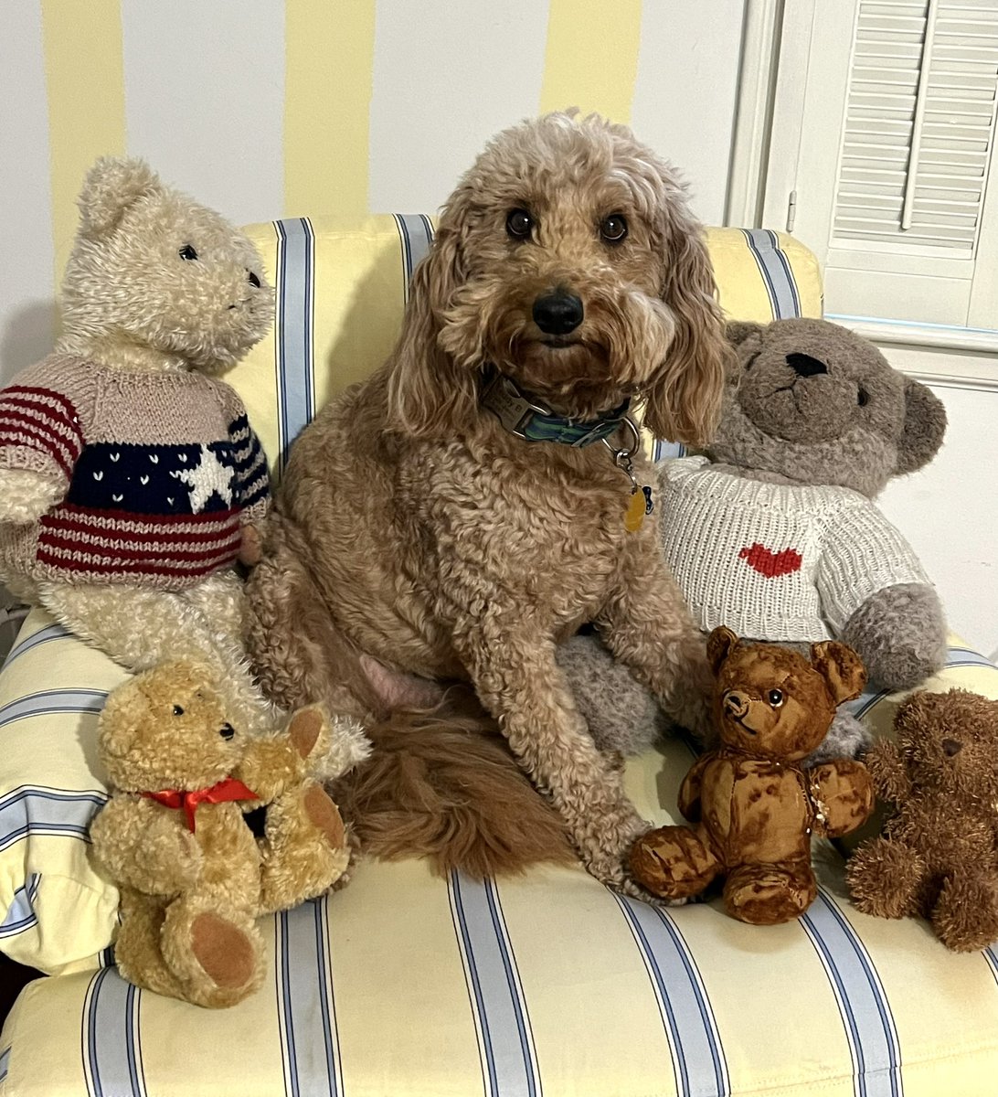 janemarks66's tweet photo. Time line cleanser. We almost missed National Teddy Bear Day! Which one is cutest? #teddyb https://t.co/VEgzBRIQRv
