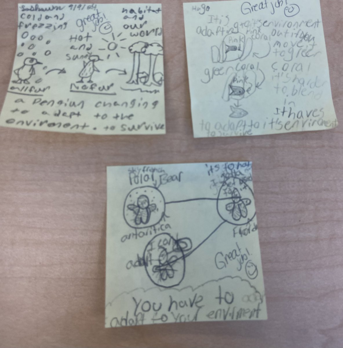 KHolleyEdS's tweet image. The students enjoyed contributing to Ms Addie’s unit specific word wall today. Today’s word was natural selection. I was truly impressed with their pictures &amp;amp; explanations. 

Vocabulary is an integral part of science and the Tigers are off to a great start! @EdTechLex