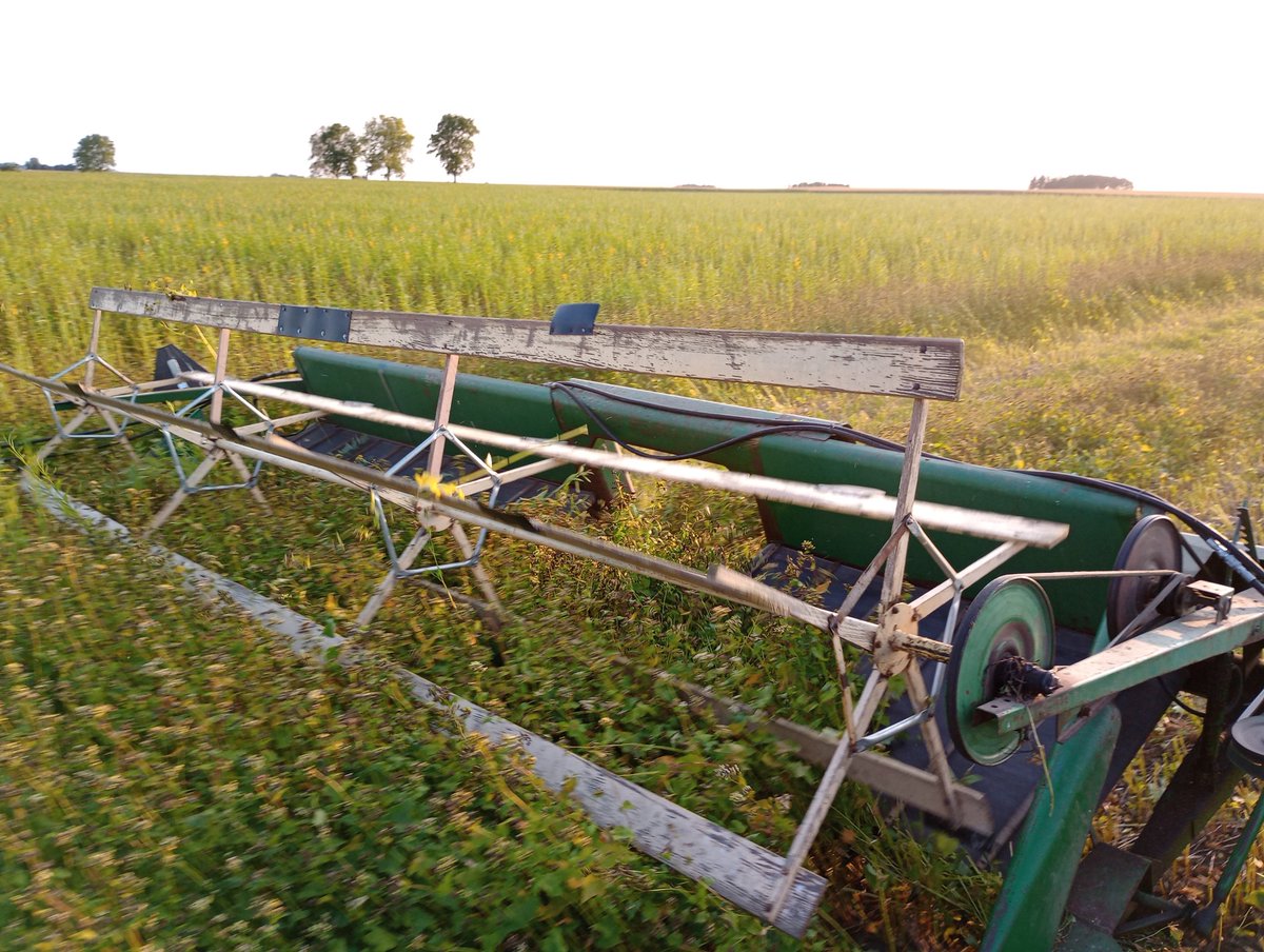 Swathing cover crop/cash crop combo.