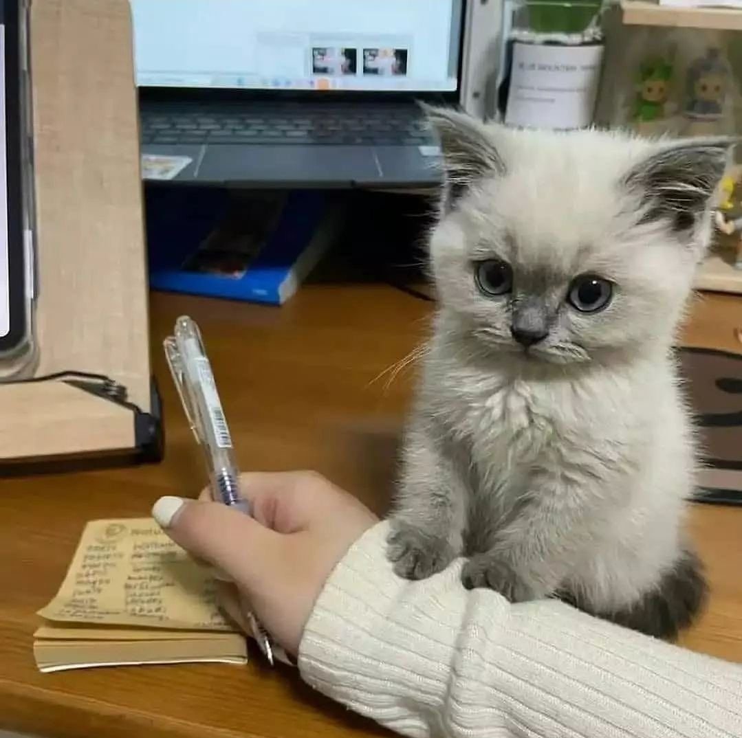 smol silly cat tweet media