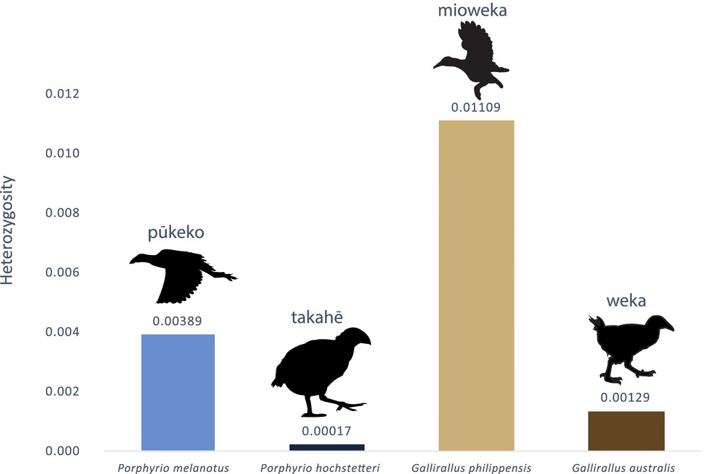 De-novo assembly of four rail (Aves: Rallidae) genomes: A resource for comparative genomics: doi.org/10.1002/ece3.1…

#genome #genomics #ornithology #aotearoa #WGS