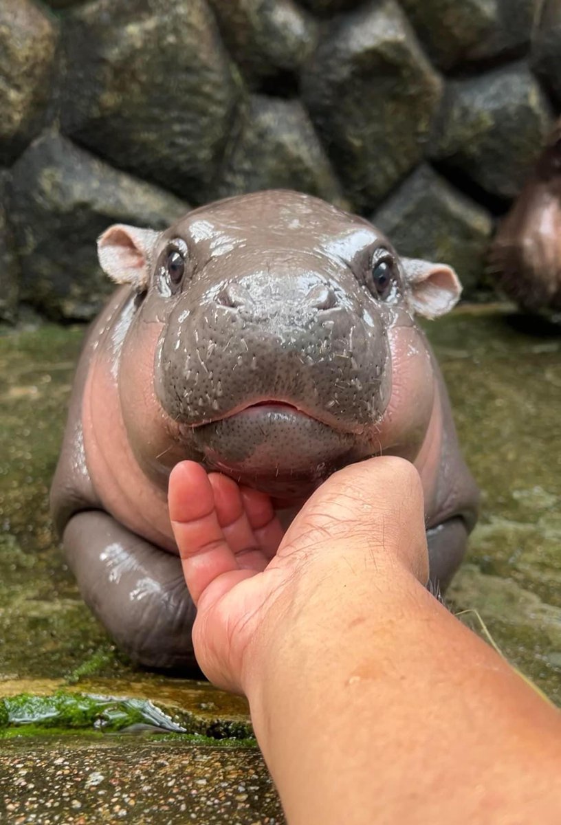 and_khamoo's tweet image. มอนิ่ง คับ 🫰🏻
#hippo #PygmyHippo #ขาหมูแอนด์เดอะแก๊ง #หมูเด้งจะเด้งกี่โมง