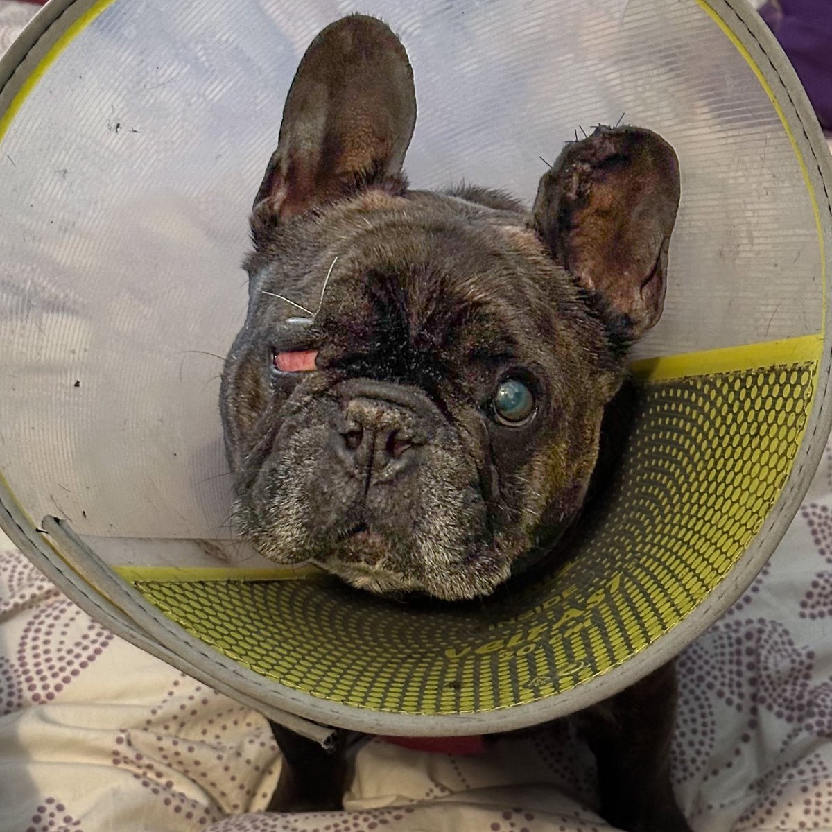 Diss iz me today, an da udder photo is just after da surgery when I looked like a pirate he he. I iz so blessed 🥰🥰 #dogsofX #frenchie