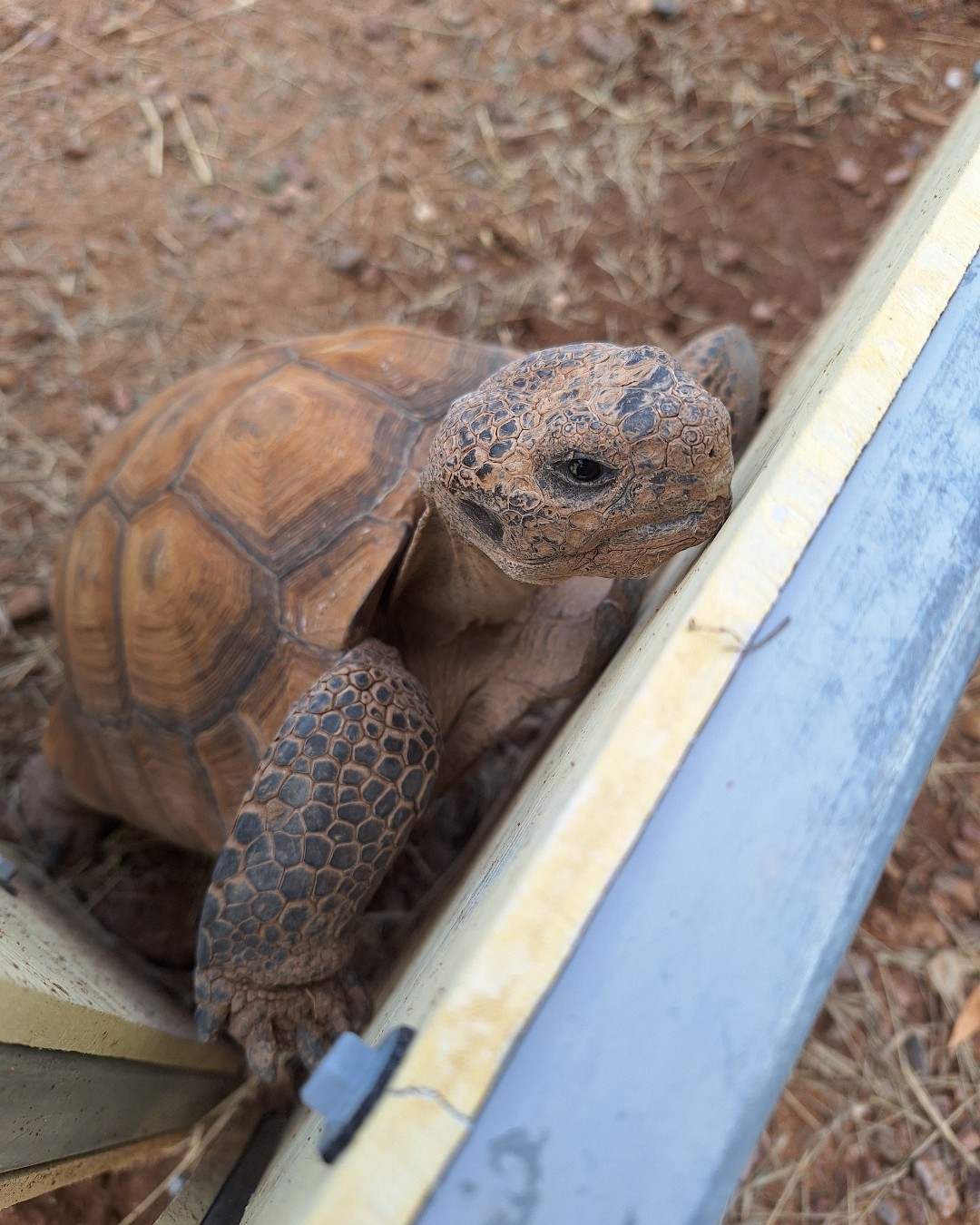 Desert Tortoise Shell Russian Tortoise Care CHICAGO EXOTICS ANIMAL