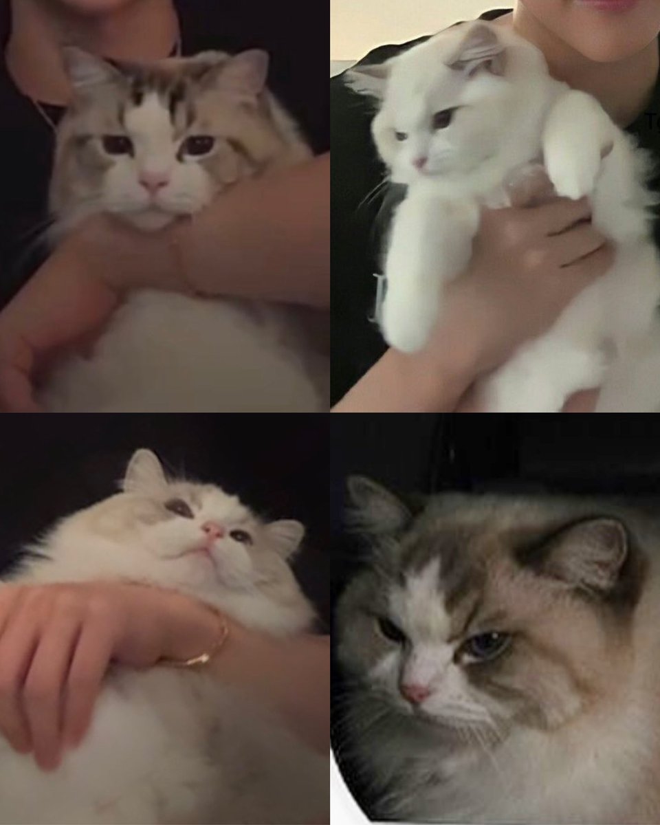 แมวอะไรขยันเป็นมีม55555555