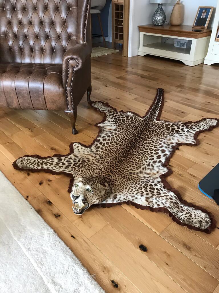 HMKSeth's tweet image. Thinking about buying this dead jaguar cause it’s just gonna be overkill Saturday.