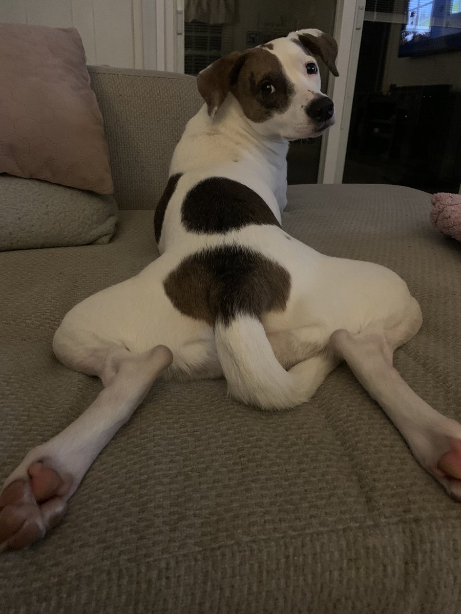 hillsages's tweet photo. @dog_rates This is Willow. She just wanted to show off her sploot. https://t.co/qs3SURGEkl