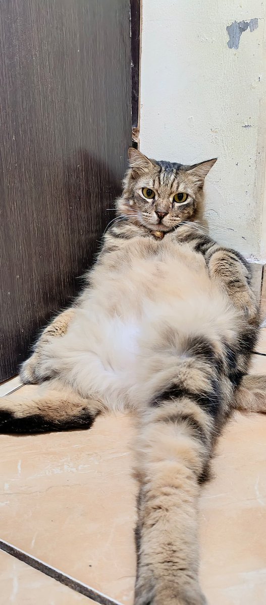detdotpan's tweet photo. @kochengfs Majikan yang bikin aku diomelin mulu sama tetangga 🥲 gak bisa di ajak kerjasama nih https://t.co/CLRu1wEmAT