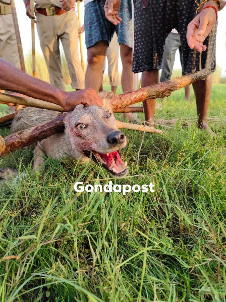 gondapost's tweet photo. बहराइच में पकड़ा गया एक और आदमख़ोर भेड़िया। अब तक वन विभाग की टीम को 6 भेड़िए पकड़ने में मिली सफलता। #Bahraich https://t.co/1YwEDpL5K7