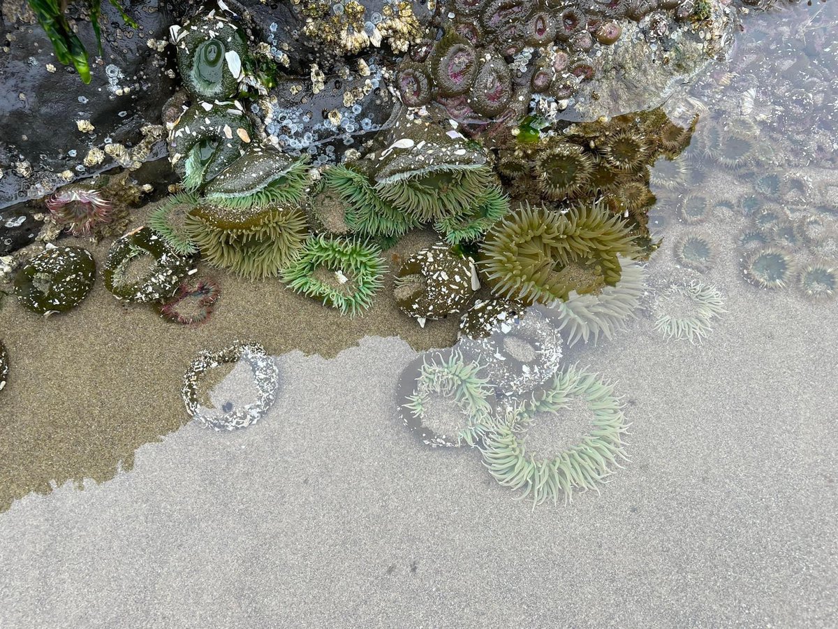 arrivedeh's tweet photo. Day 7 along the Pacific Coast Highway. Seems much longer than a week. Today’s highlight some sea creatures at #HaystackRocks. Also got some pelagic cormorants on the camera 🙂
#RoadTrip #TidalPools #SeaAnemone #StarFish #TravelMore https://t.co/Fdo9jt2VZK https://t.co/fcSEBhpSAm