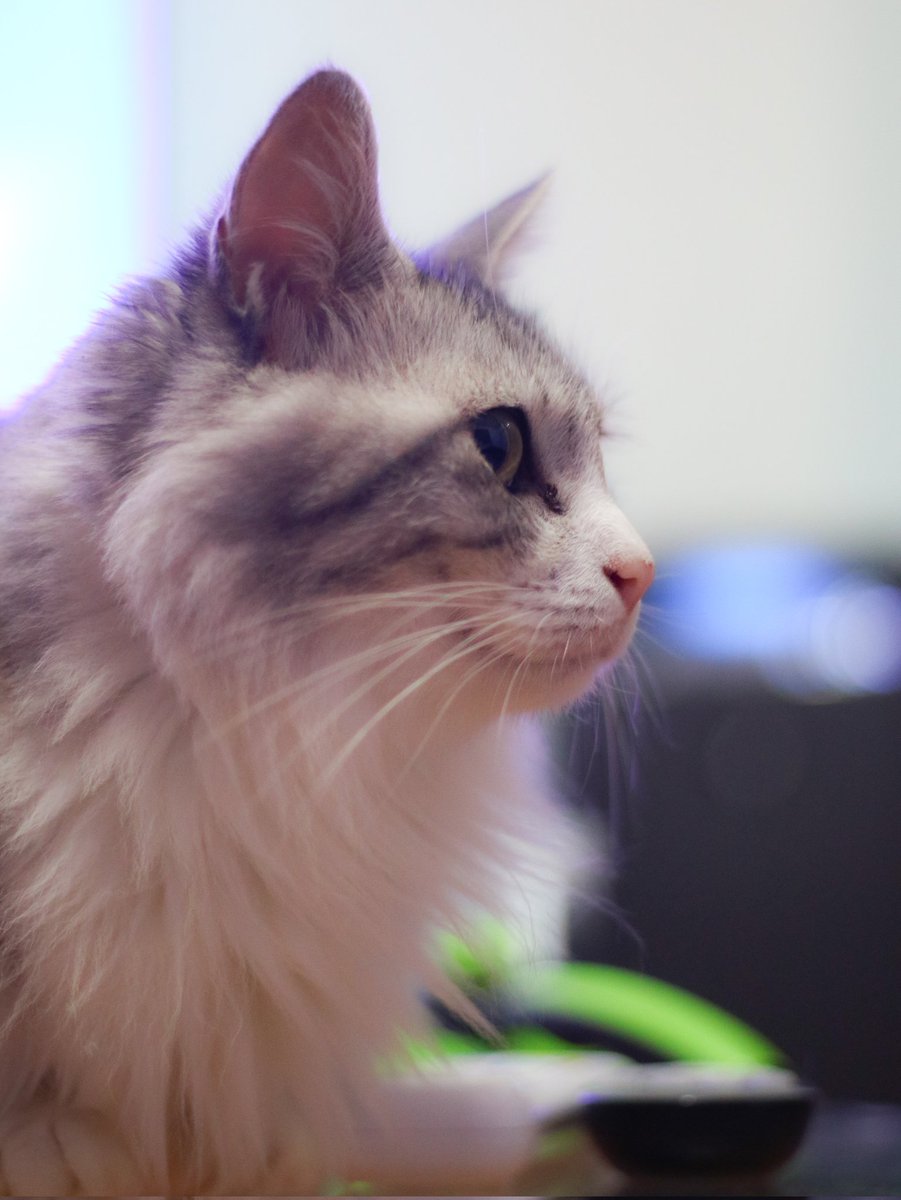 にゃんさん にゃんさん