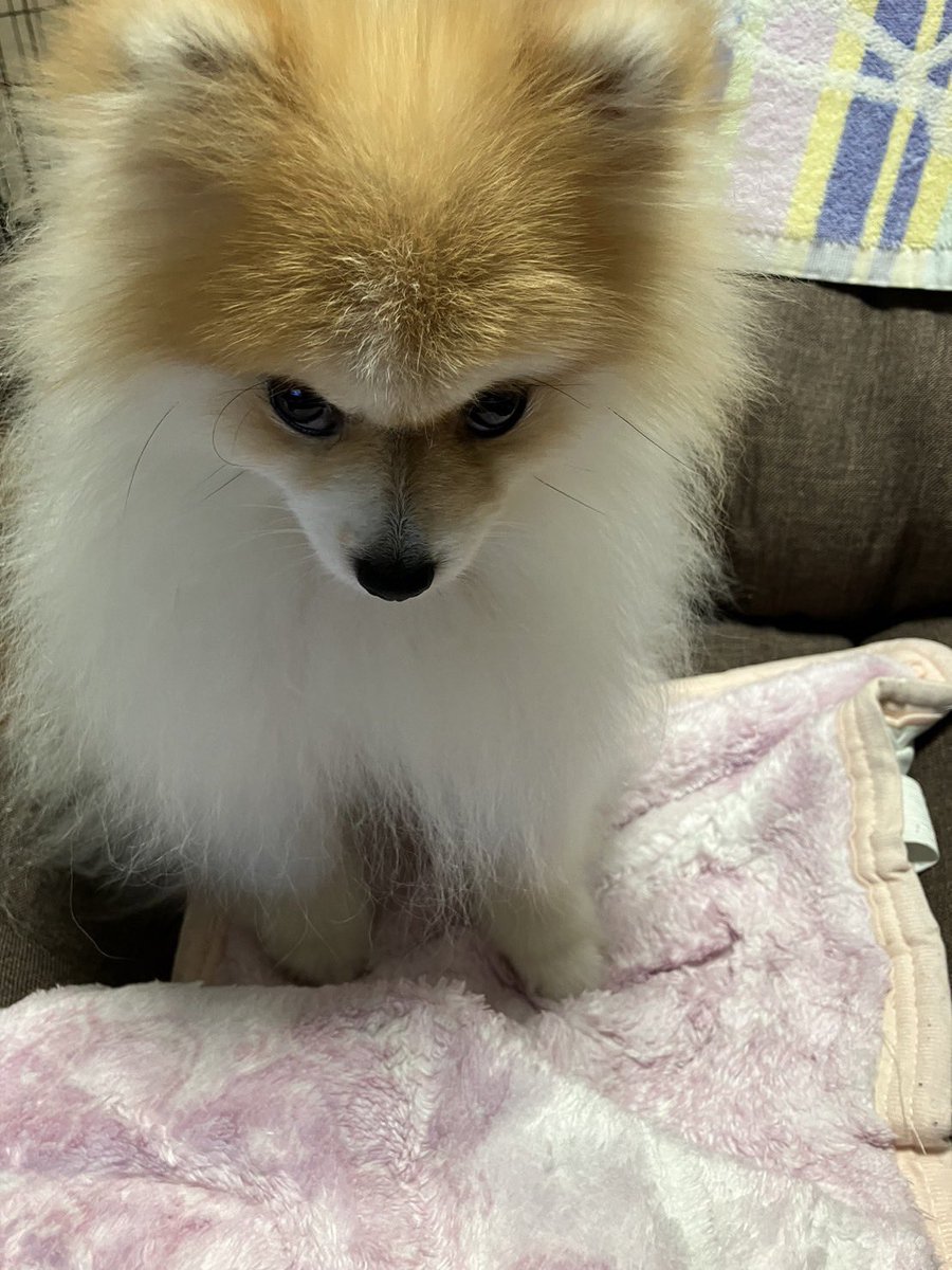 chapacochan's tweet photo. めっちゃ怒ってる😂

#犬のいる暮らし
#ポメラニアン https://t.co/haWuaSjnR5