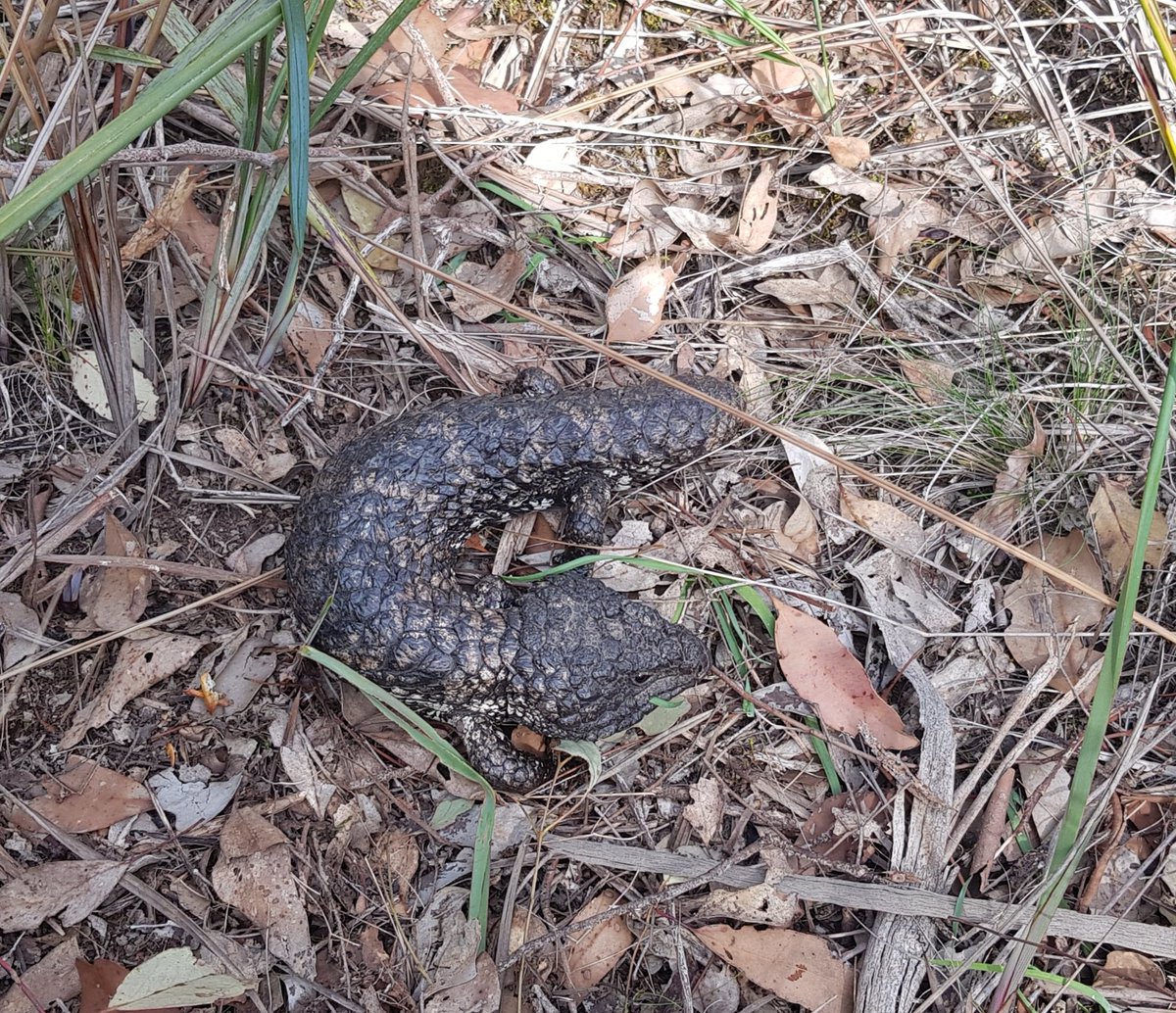 Paradoxa18's tweet photo. look who's waking up
apparently hungry
#shingleback
#wildoz https://t.co/jKJsJsHjdp