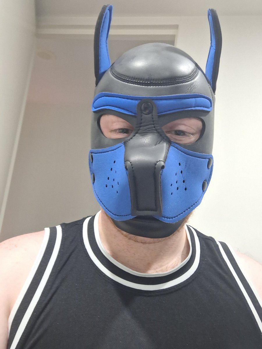 WolfPupBlue's tweet photo. The manufacturing of these cheaper hoods is so inconsistent that it's taking me years to find one I like as much as the first one I got. Even this one I had to fix by carving the poorly molded buttons in to shape and cutting the holes properly, but finally, I can be blue again. https://t.co/tqsvP8uE0h