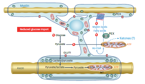 Alternative fuels, such as lipids, become useful sources of ATP when glucose levels are low but still do not support high frequency spiking. New publication showing oligodendrocytes use lipids in low glucose to maintain ATP and action potentials.
rdcu.be/dTvk6