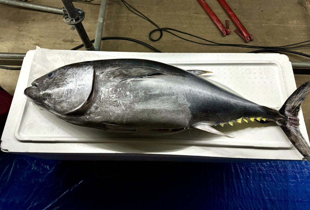 MSSP_oshirase's tweet image. M.S.S.Platinum LIVE at BUDOKAN -15th Anniversary-　

本当に本当にありがとうございました！
応援してくださる皆さんのおかげで
MSSPも15周年を迎えることができ
そして、無事武道館公演を終えることができました！

これからもMSSPは走り続けます！…