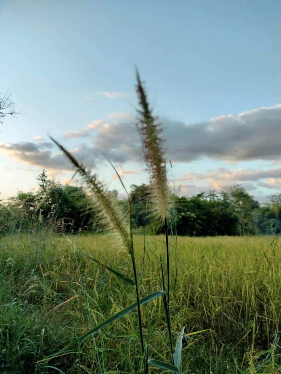 วิวสวยๆแถวบ้าน มาดูที่บ้านเราไหม #ดูนา #โสด #โสดโปรดจีบ #โสดและเหงามาก #จีบ #หาเพื่อนคุย #ทักมาคุยกัน