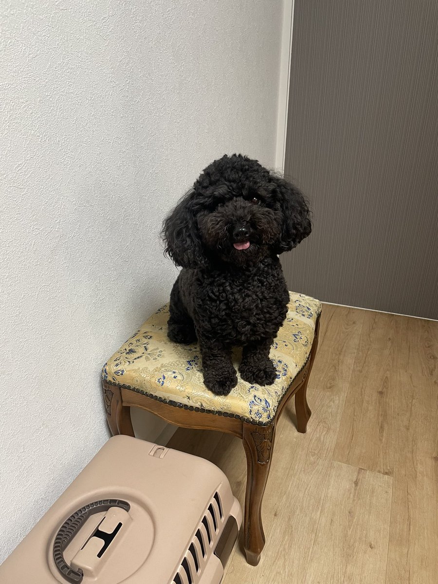 ﾋﾟﾛ（ﾀﾞｯﾌﾟｰ）&ｷﾞﾝ（ﾄｲﾌﾟｰﾄﾞﾙ）U^ェ^U (@piro0707dapu) / Posts / X