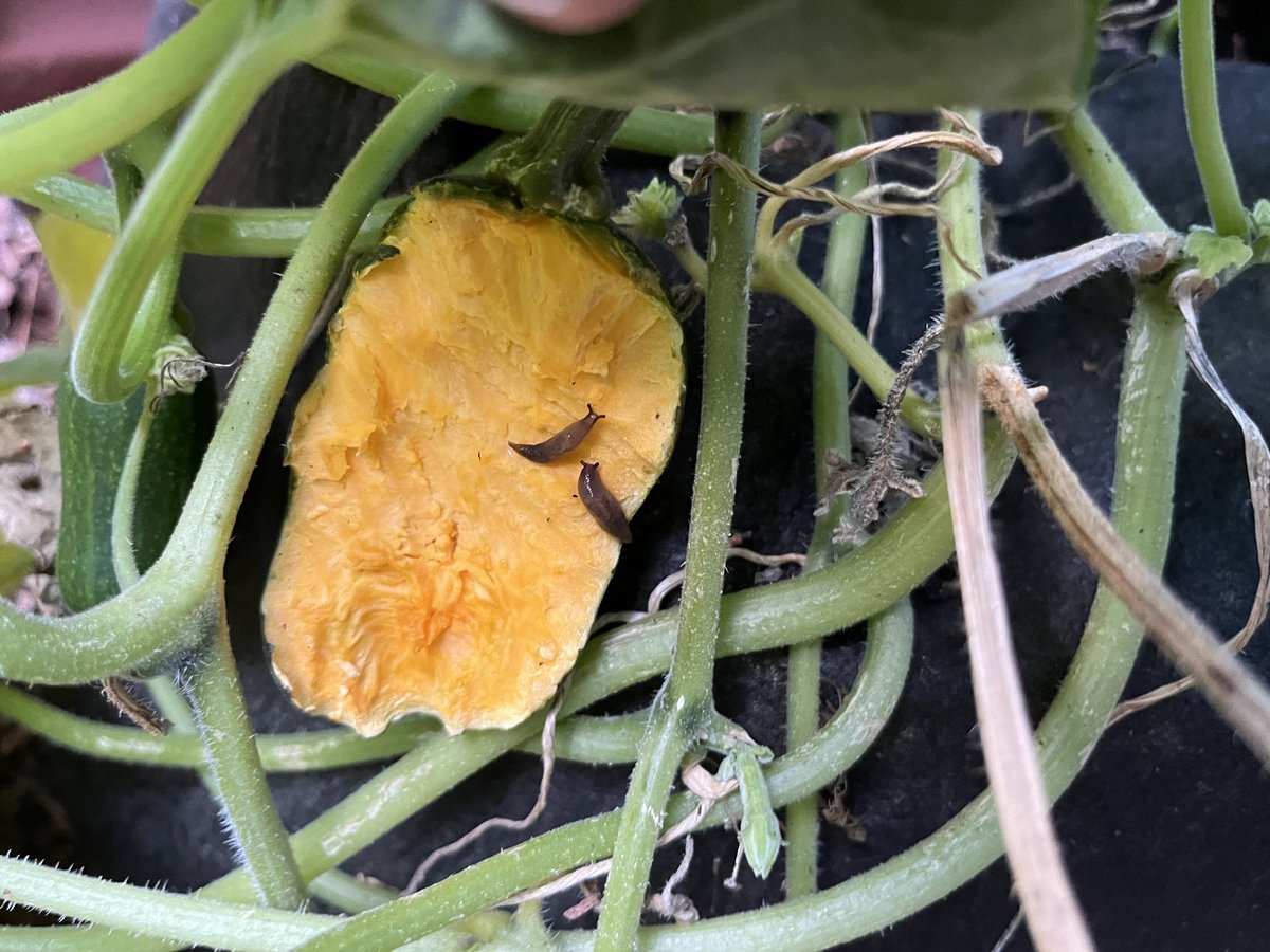 We scared away the groundhog munching our volunteer squash. Slugs got a nibble, but the groundhog finished it off by morning.

#MotherNature #GardeningX