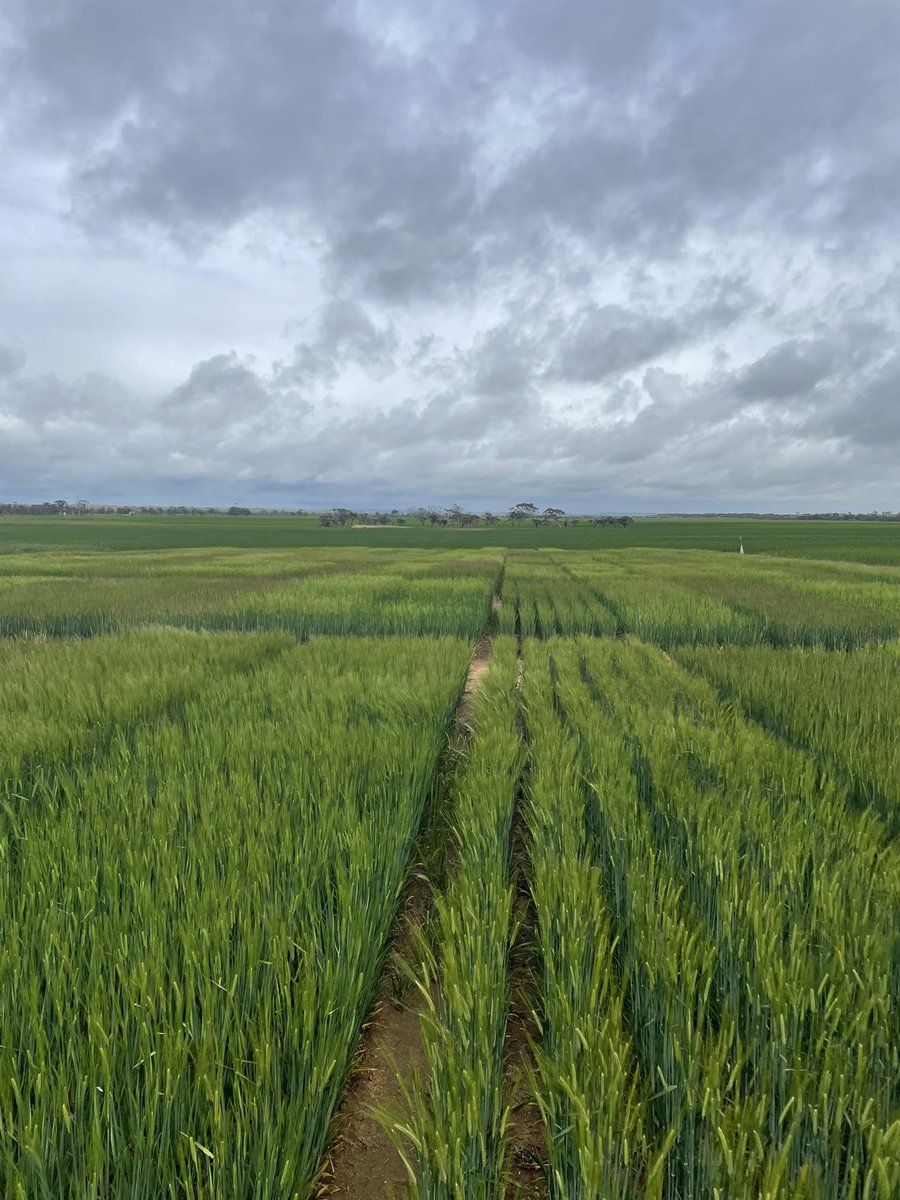 Gwern Thomas tweet media