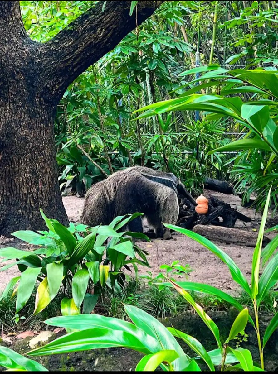 MagicMakers365's tweet image. Looks like our Giant Ant Eater friend is having a delicious lunch!
#WaltDisneyWorld #DisneyWorld #AnimalKingdom #ThemeParks #WitnessTheMagic