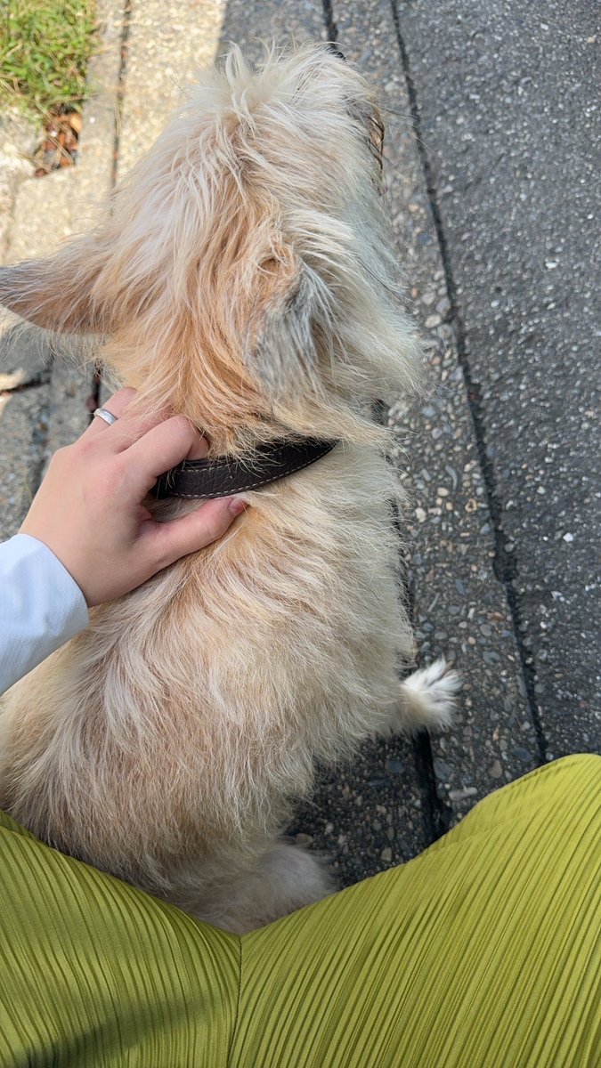 m___52kr's tweet photo. 犬見つかりました！！よかった https://t.co/lQW9n1qBbo