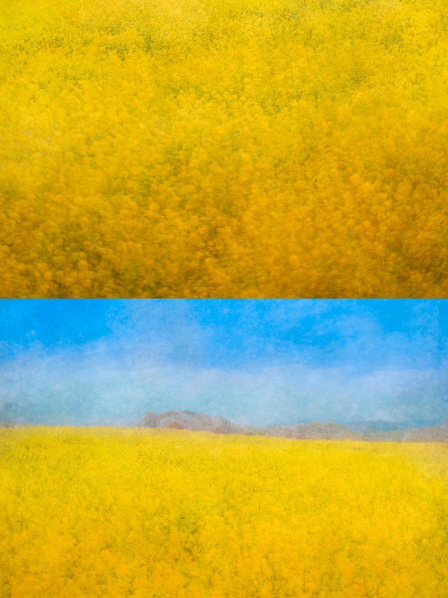 mainaito_art's tweet photo. Photographs of canola field.

Taking a stroll in the canola fields - the bright yellow, yet small petals encouraged me to feel empowered. 

They remind me of finding small joys in everyday life - romanticising ordinary moments allows our everyday to shine and be more enriched. https://t.co/nOtIAbd3vG