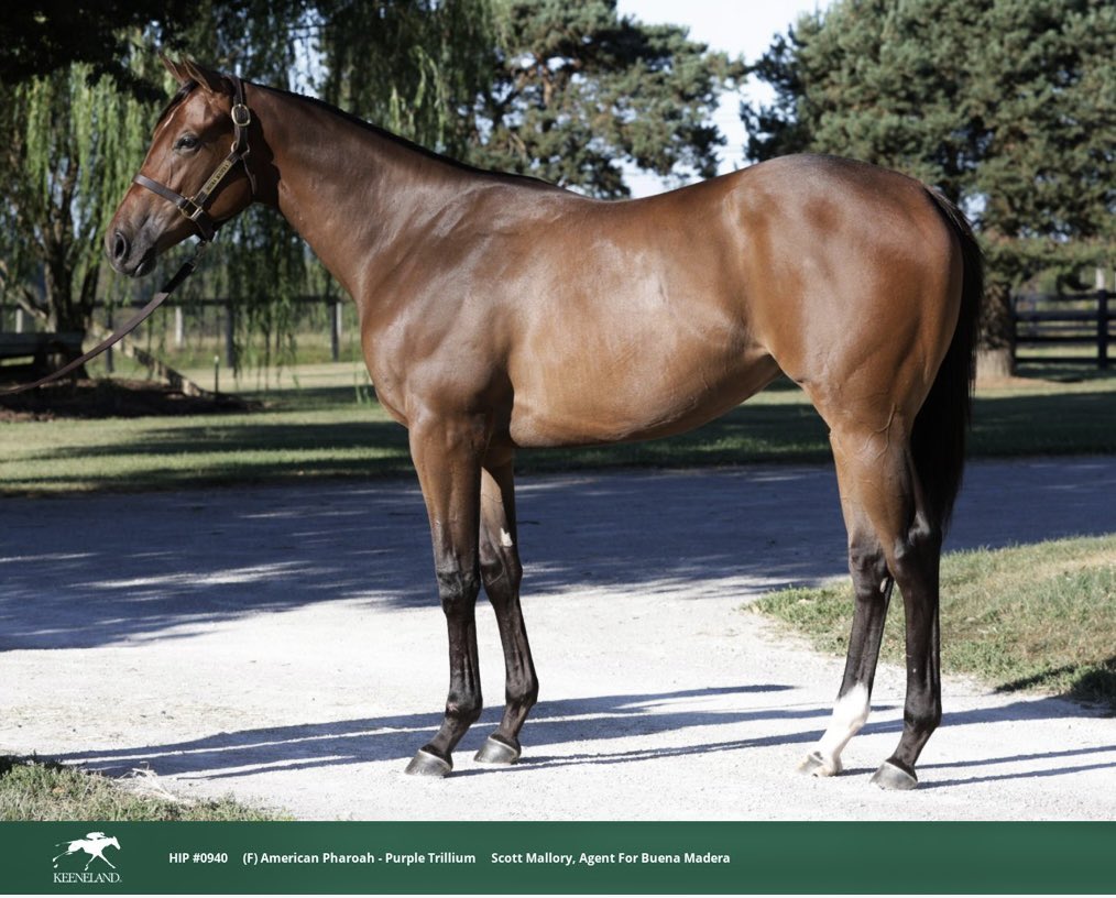 AmyBayle's tweet photo. Selling at Keeneland Sept as hip 940.  By @coolmoreamerica’s American Pharoah. Half-sister to two stakes horses and 2nd dam is Champion, Perfect Sting. See her in barn 43 with Scott Mallory. https://t.co/F27VFhuev3