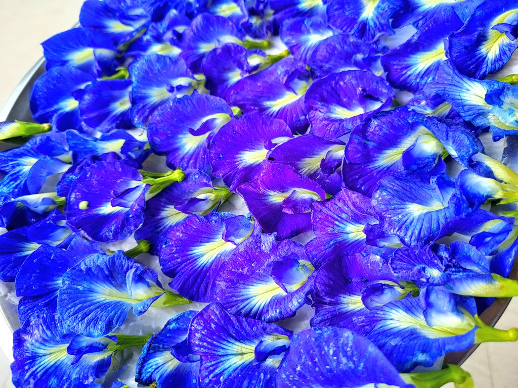 sonalyou's tweet photo. #Aparajita/#Bluepea flowers plucked Y'day from Di's place. Rinsed them n arranged,looked so beautiful.#Gratitude💫#Healthy✨#Happiness🥰🧿
#RadiantBlue🌟💙
This quote,response to my confusion n prayers! I'm so grateful for this showing up today morning! #Faith😇#Affirmations🧿🪷 https://t.co/8WkDqr3OPO