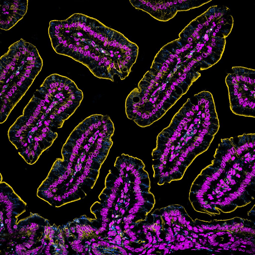 Happy #MicroscopyMonday from the first full day at #GTSRC24! 

#GIresearch #microscopy #intestine #pathart #histoart #bioart #sciart