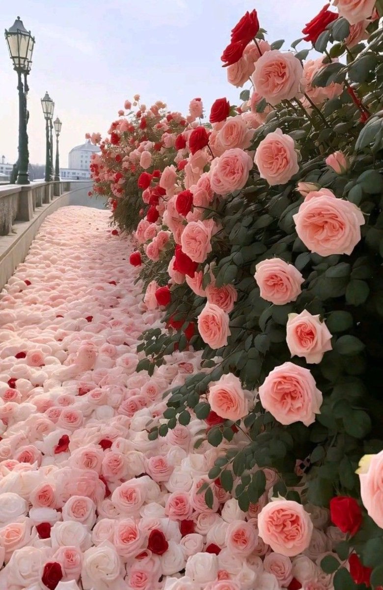 aestheticspost_'s tweet image. Roses