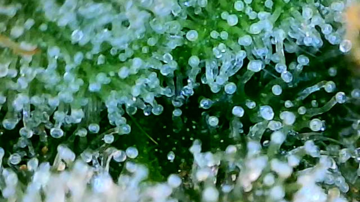 MNGrowin's tweet photo. The good stuff! ❄️ https://t.co/AJ2DJAfrdO