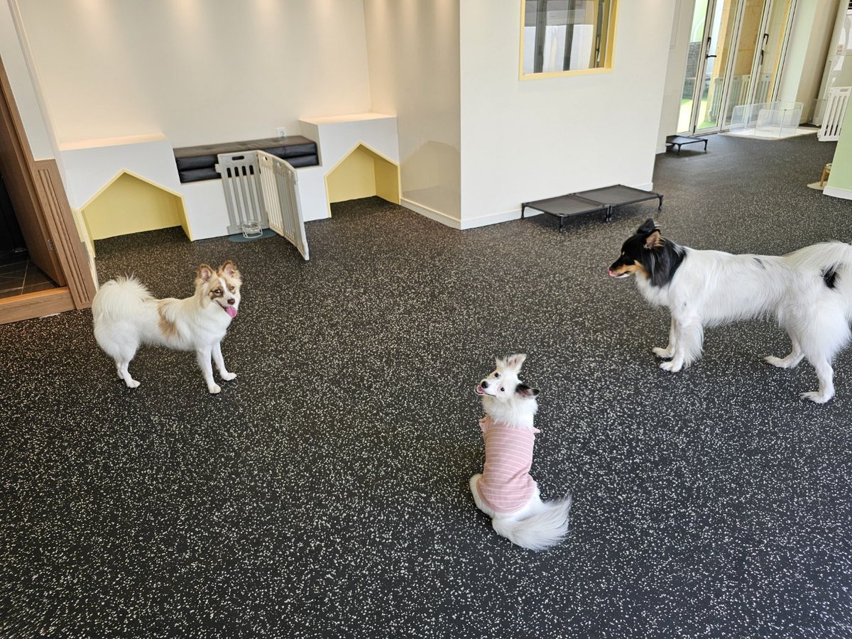 onmaeul_academy's tweet photo. 비슷하게 생겼니 🐶 https://t.co/p2U3jPkuiT