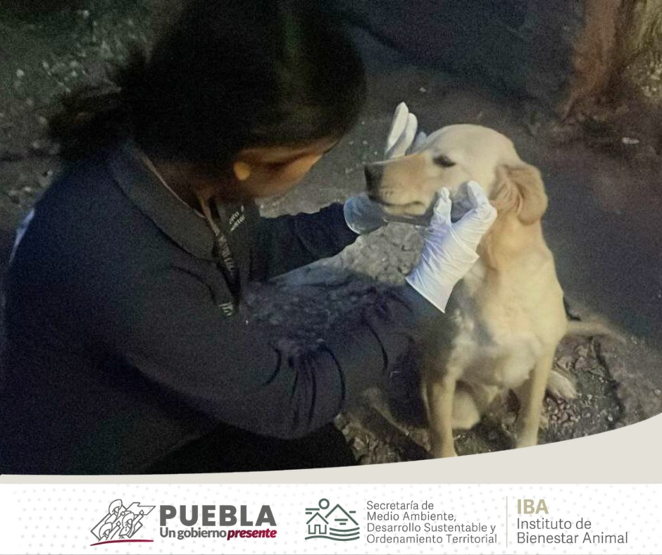 IBAGobPue's tweet photo. Nuestros #InspectoresIBA valoraron a Mina, quien ya no estaba en riesgo. Exhortamos a los ciudadanos a cuidar la seguridad de sus animalitos 🐕🐾 #TenenciaResponsable
2/2 https://t.co/V2cvrXjZje