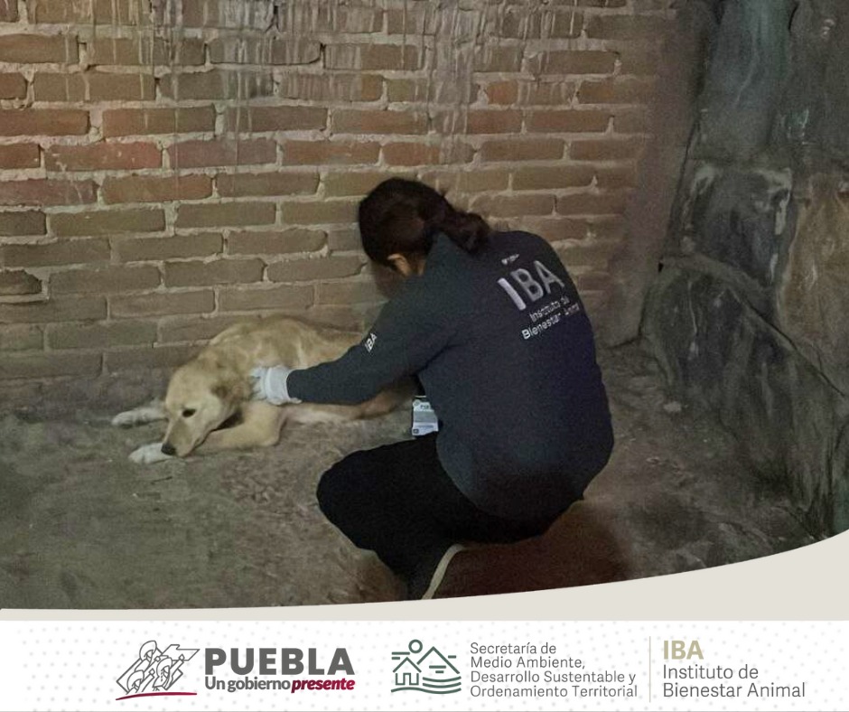 IBAGobPue's tweet photo. Nuestros #InspectoresIBA valoraron a Mina, quien ya no estaba en riesgo. Exhortamos a los ciudadanos a cuidar la seguridad de sus animalitos 🐕🐾 #TenenciaResponsable
2/2 https://t.co/V2cvrXjZje