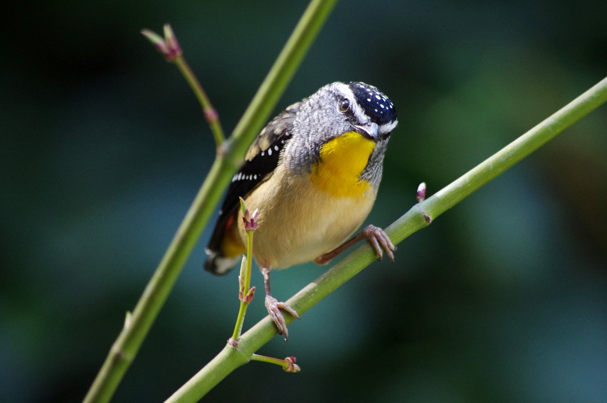 illy bocean tweet media