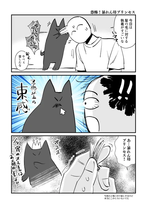恐怖!暴れん坊プリンセス #秀さんちのゆるねこ日記 