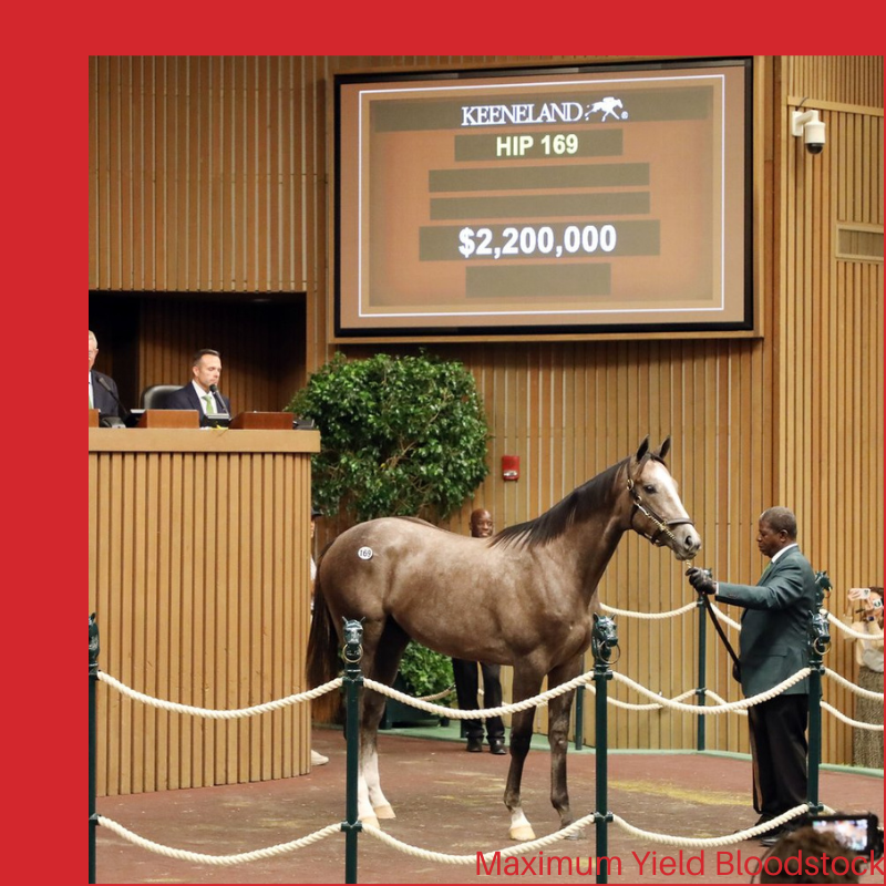 MaximumYield1's tweet photo. 🚀 Day 1 of the Keeneland September Yearling Sale kicks off with a bang! 💥 A $2.2M Gun Runner colt steals the spotlight as 14 horses sell for $1M+! 🌟 Average price up 11%, median up 12.5%. Exciting start to what promises to be a stellar sale. #KeenelandSale #HorseRacing https://t.co/05RiPAqqlw