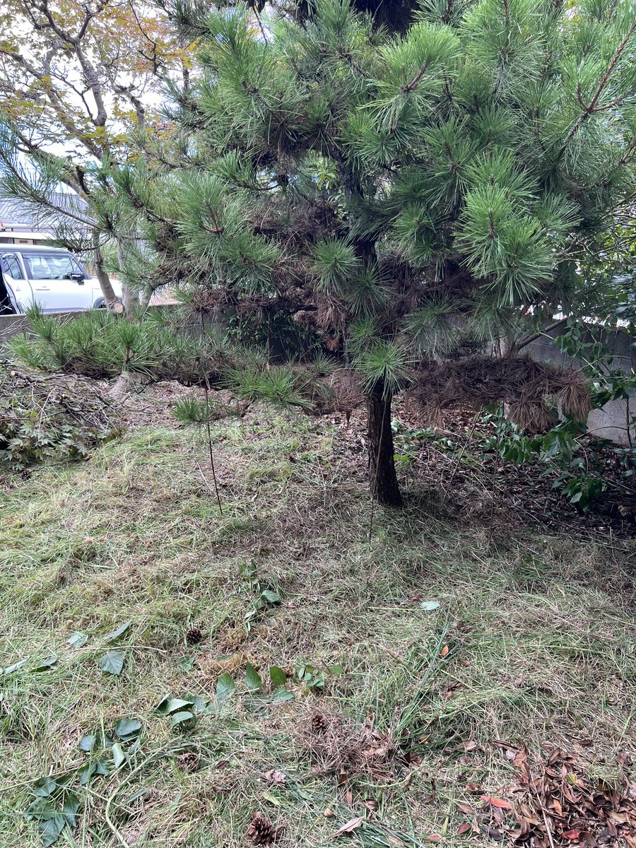 na0suk's tweet photo. 農家民宿予定物件の玄関前の庭を少し片付けました https://t.co/Bo8lkSiAue