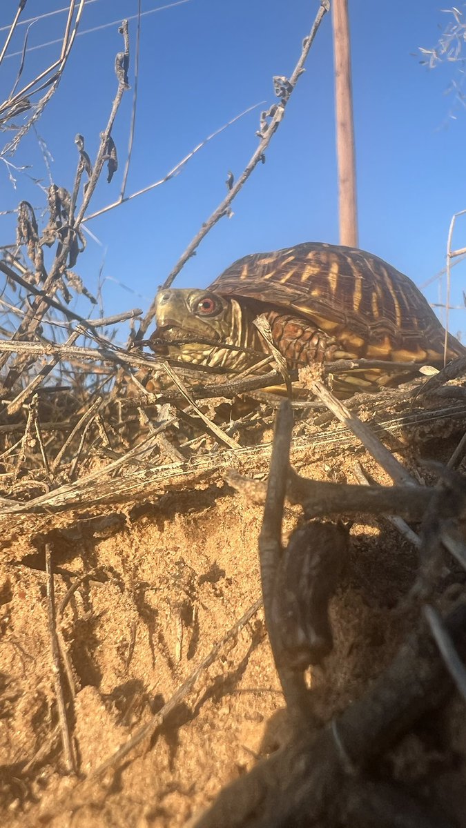 AllystairJones's tweet image. Found this guy on my #30for30 walk. Safely moved him off the road so he didn’t get hit and let him be about his business.
#ocallin @OdessaCollege @OC30for30 #ocxchange #tweetoc