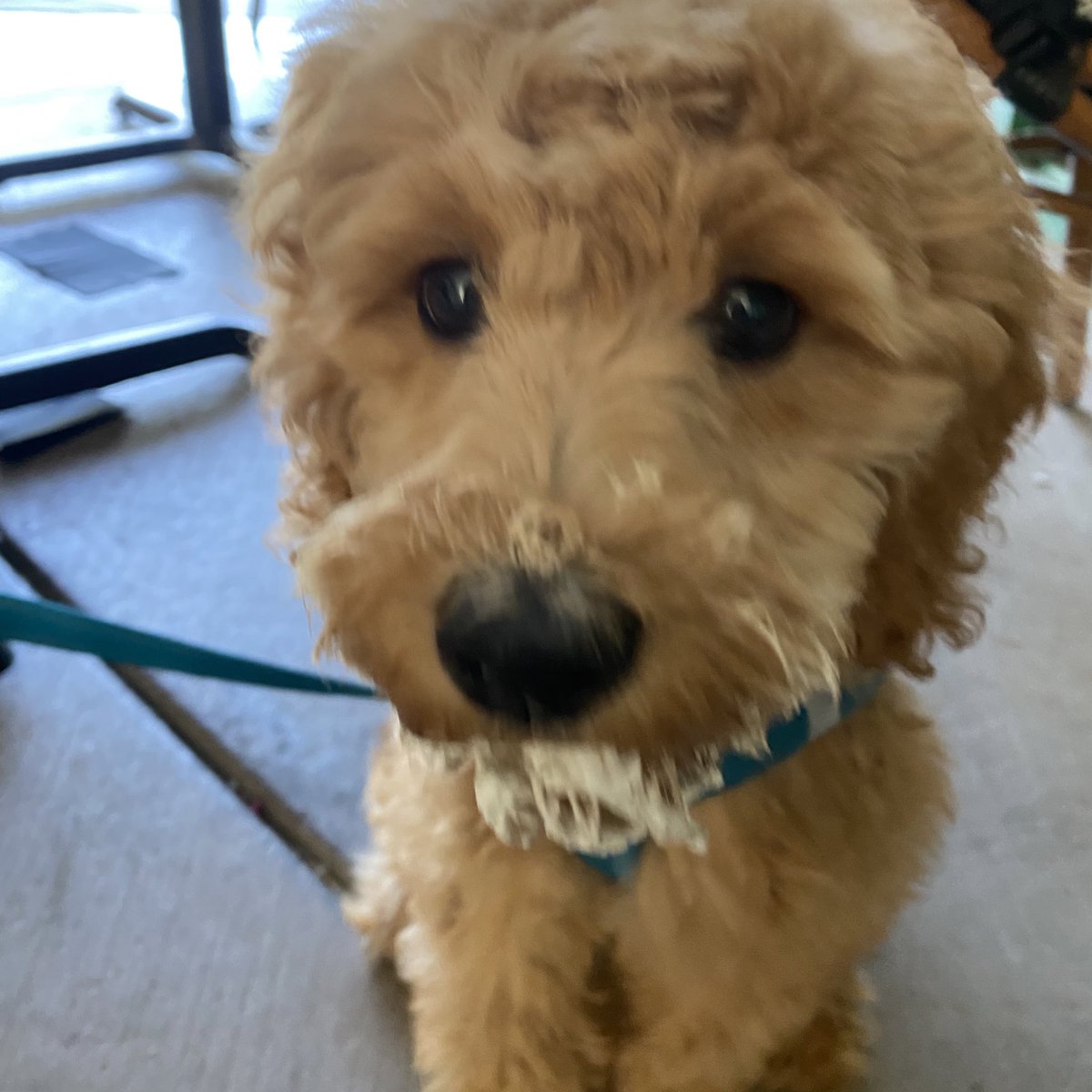 jeanniebetch's tweet photo. I thank my aunt and uncle for giving me this little guy. Changed my life in the best ways 🫶🏼 https://t.co/bmEekWDxNX