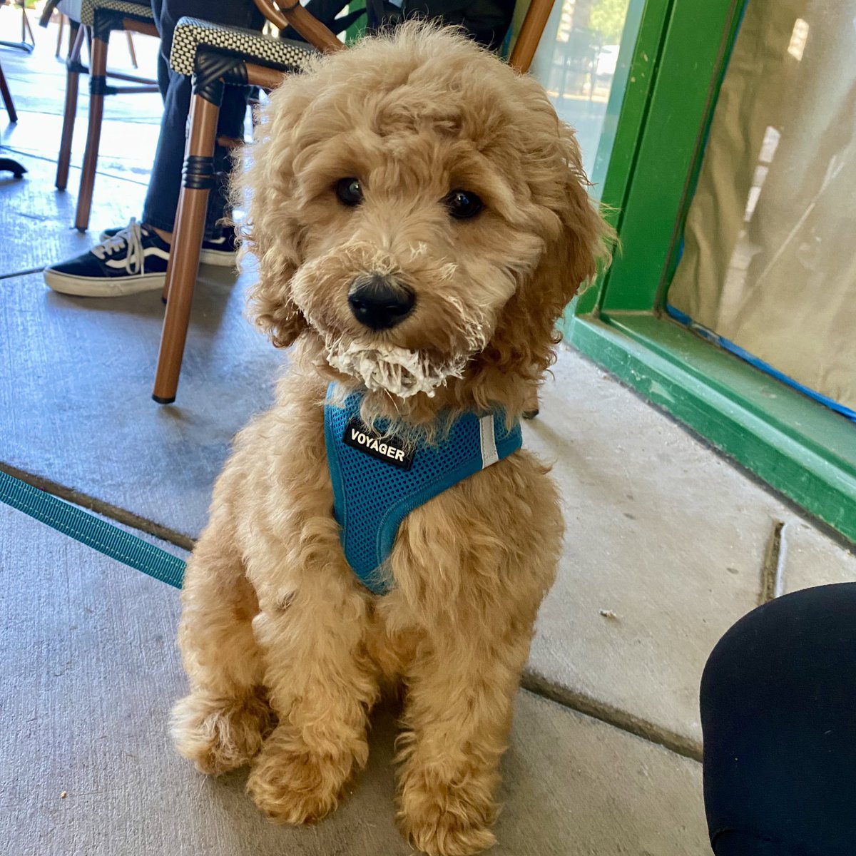 jeanniebetch's tweet photo. I thank my aunt and uncle for giving me this little guy. Changed my life in the best ways 🫶🏼 https://t.co/bmEekWDxNX