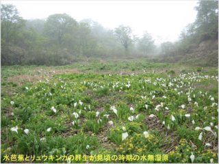 OsakaVolunteer's tweet photo. \ #環境 /そばの里 #森林の楽校 2024秋⛰
#水無湿原 の魅力を高める湿原の保全整備を行います!
日時:10/14(月/祝) 7:45-16:00
場所:富山県南砺市利賀村水無(最寄:JR「富山」)
募集先:JUON(樹恩) NETWORK @JUON98
詳細
☞ https://t.co/h2UjiTiPhk
#M170 https://t.co/H20RUxKHBG