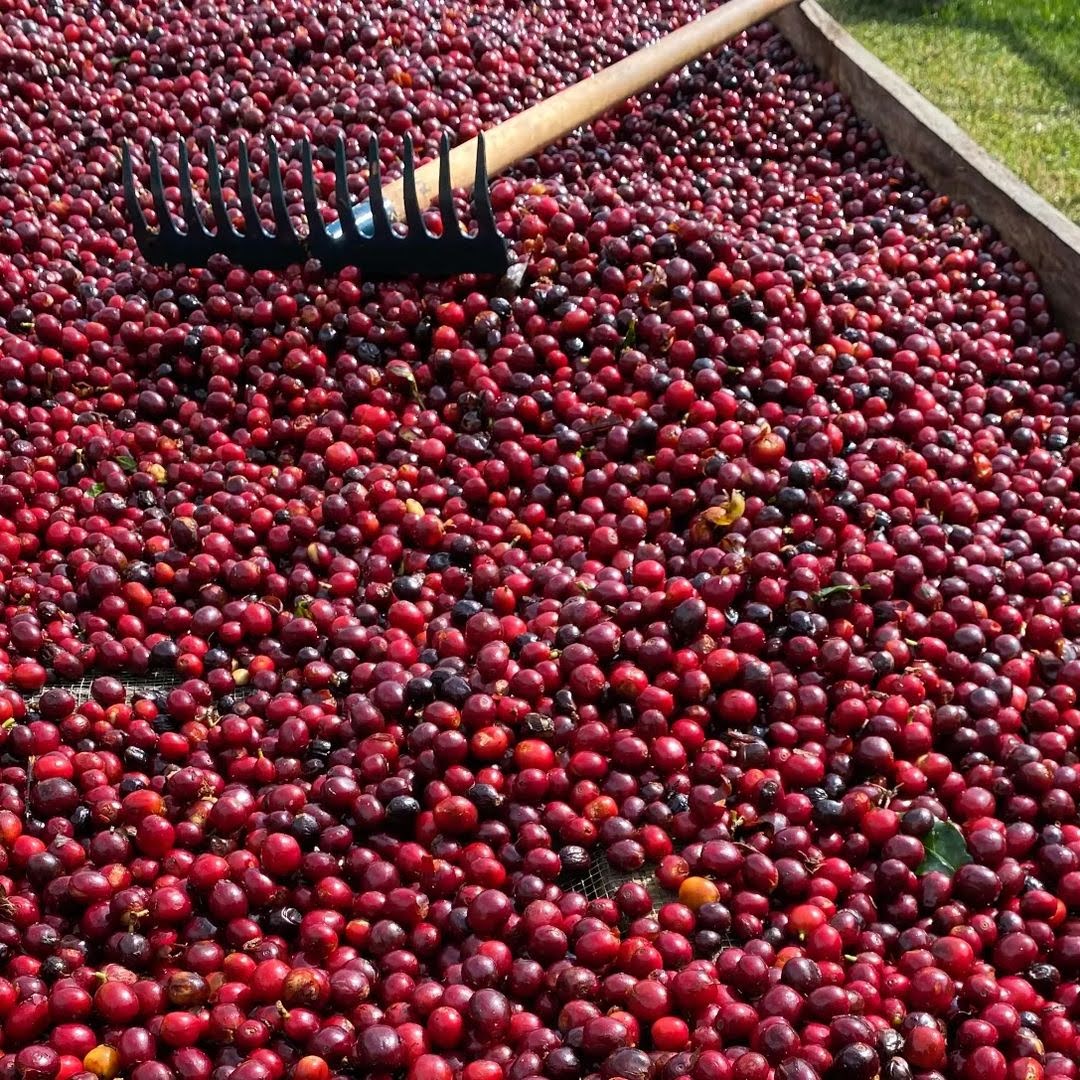 Guatemalacoffee's tweet photo. POV: your favorite color is… all things #coffee!
Check out these perfect 🍒 grown in the highlands of #Huehuetenango and processed as naturals. A coffee gem!

📸: @paraisocoffees

#GuatemalanCoffees #GuatsNext #CoffeeProducer #SpecialtyCoffee https://t.co/9mrLZfArfG