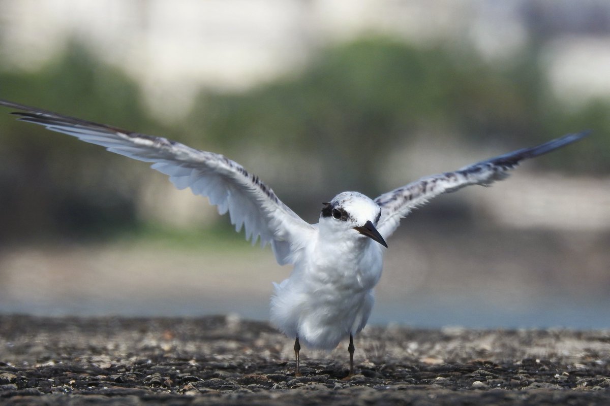 kishanm05's tweet photo. "RARETY"
SAUNDERS'S TERN(LIFER)
GEETA NAGAR, COLABA, MUMBAI, MAHARASHTRA 
08092024
#rarety
#saunders's 
#tern
#bird 
#sanctuaryasia
#bnhsindia 
#animalplanet 
#rgsustain
#vanakriti 
#greenhub
#geetanagar
#mumbai 
#copyrightkishanmeena
#kishanmeena https://t.co/VKXouwmYPt