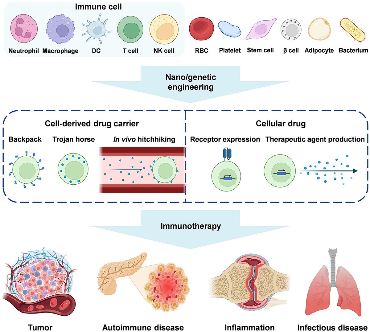 #BMEMat 
"Nano/genetically engineered cells for immunotherapy" by Jingrui Shen,  Yang Zhou*,  Lichen Yin*.
<a href="/WileyBiomedical/">Wiley Biomedical Science</a>
PDF👉onlinelibrary.wiley.com/doi/epdf/10.10…