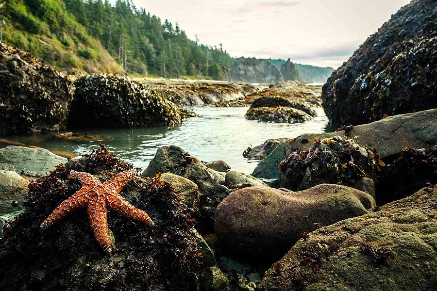 WetTribe's tweet photo. Steinbeck’s imagination was fueled by the natural beauty and interconnectedness of marine life in the tide pools. What emerges in his ‘The Log from the Sea of Cortez’ is a contemplation on the nature of knowledge and the knowledge of nature. #WetTribe #TidePoolTuesday https://t.co/RfnWS6hbOc