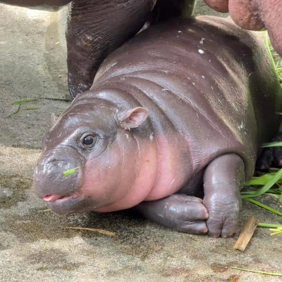 สวนสัตว์เปิดเขาเขียว Khao Kheow Open Zoo tweet media