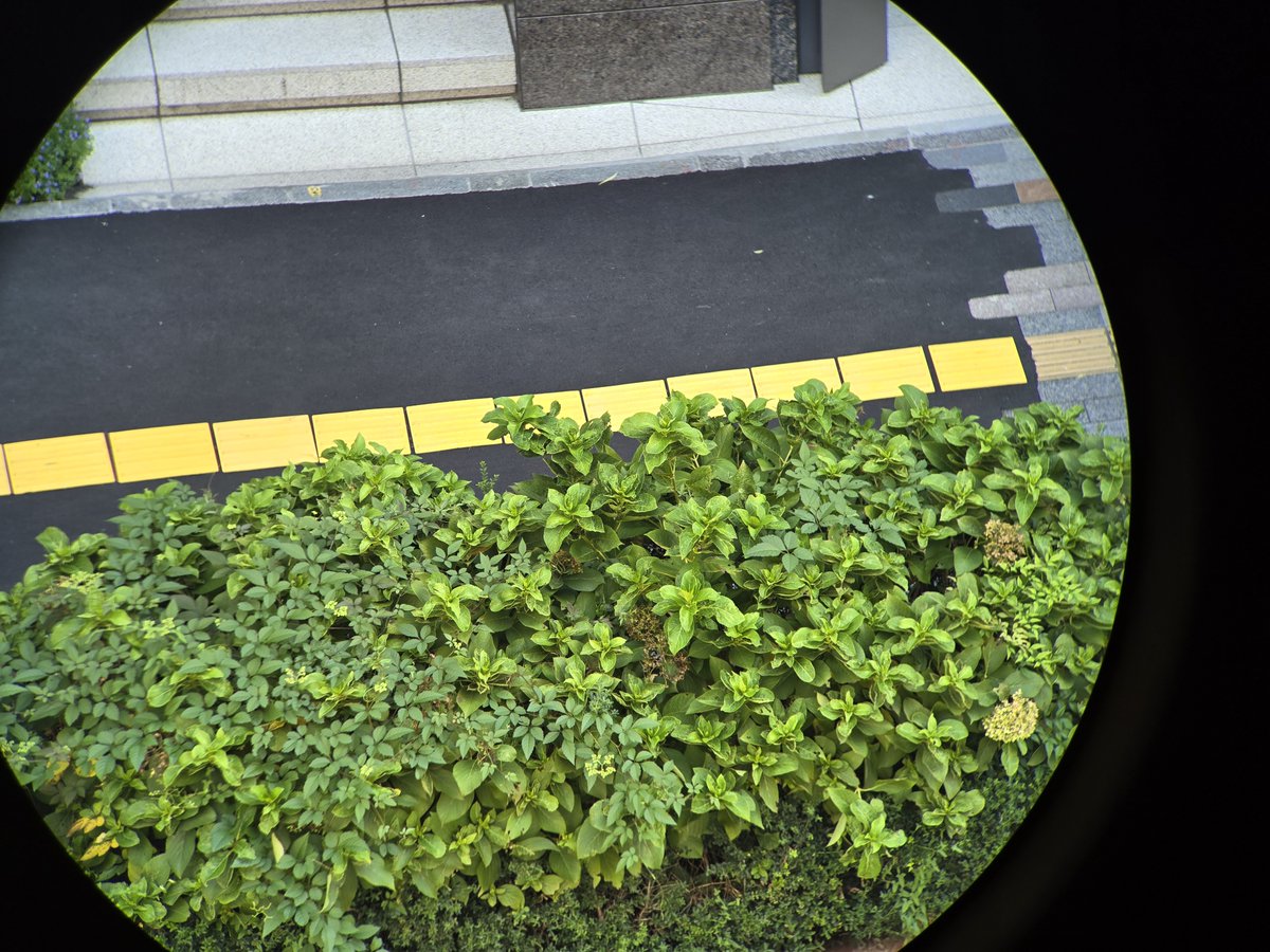 Ginza_Sogando's tweet photo. 使用した感触ですが、手に持っていると大人気モデルのNLPURE10x42よりも暗部が鮮明に映ります
三脚に乗せれば安定感もあり、スマホアダプターなしでもきれいに写真が取れました
NL52の見え味が少しでも伝わればと思います!
#スワロフスキーオプティック
#NLPURE https://t.co/0A5XbAlguU
