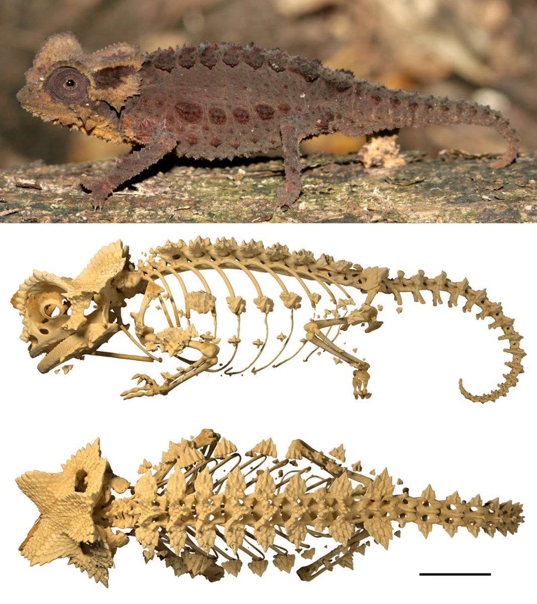 paleobyliam's tweet photo. Nobody talks about it but the Antsingy leaf chameleon (Brookesia perarmata) is 100% ankylosaur-maxing https://t.co/pMUWKqzsry
